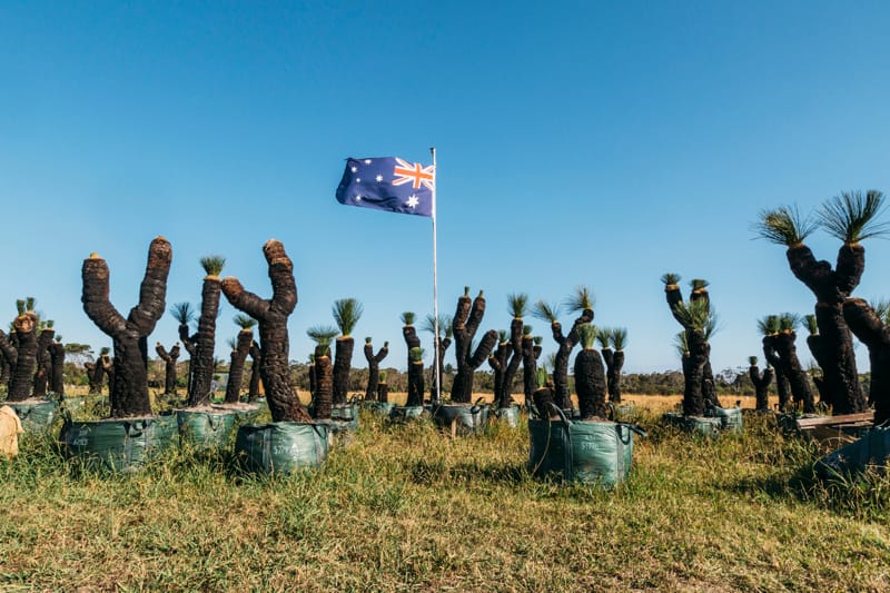 Xanthorrhoea and the Union Jack