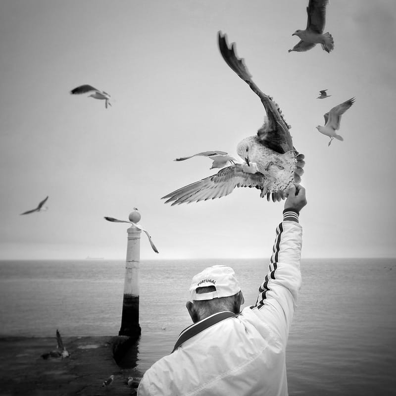 Portuguese seagull feeder